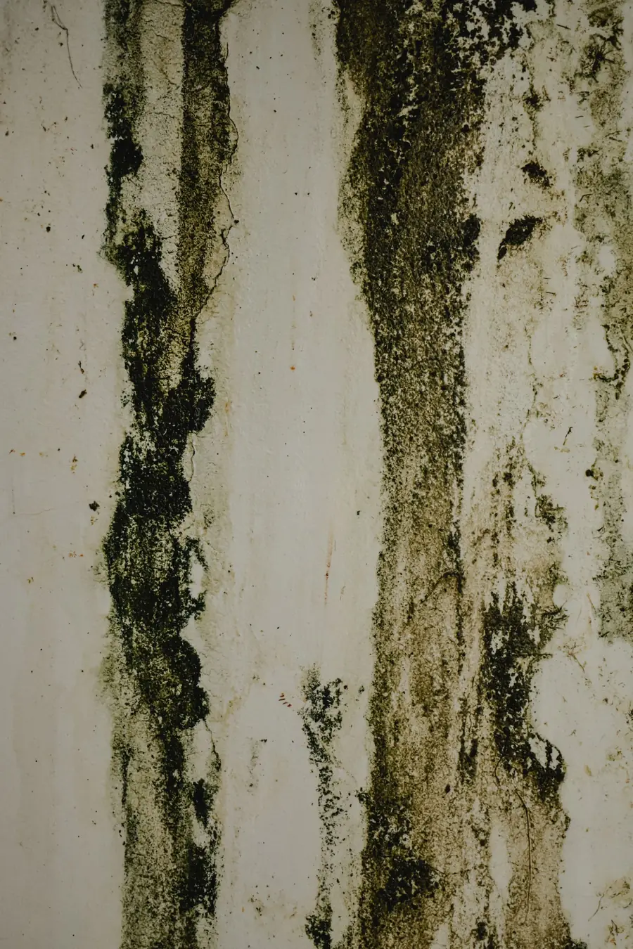 Wall with water stains and dark growth near the floor